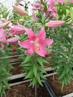 [5332 Glendale VH No01.JPG]